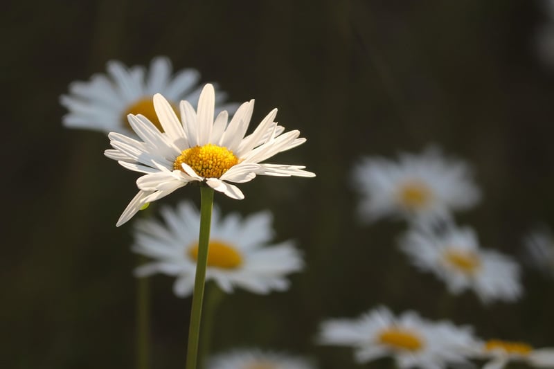 Flower Garden